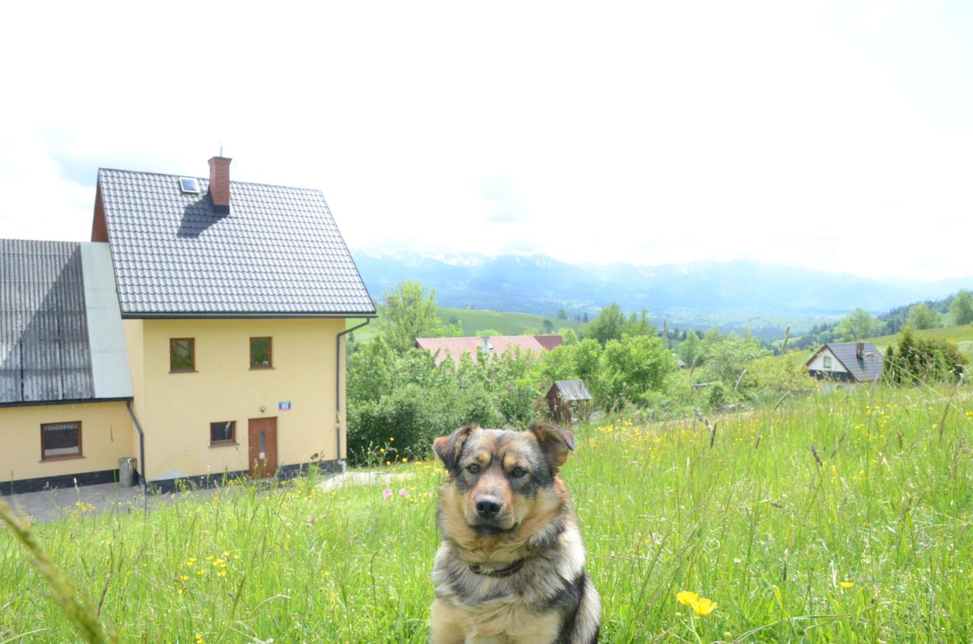 Hotel Wynajem Pokoi Zofia Gal Gliczarow Gorny Extérieur photo
